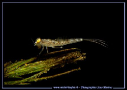 A grub of an insecte - an Odonate - 4 meters deep. No cro... by Michel Lonfat 
